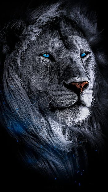 Blue eye white lion HD wallpapers | Pxfuel