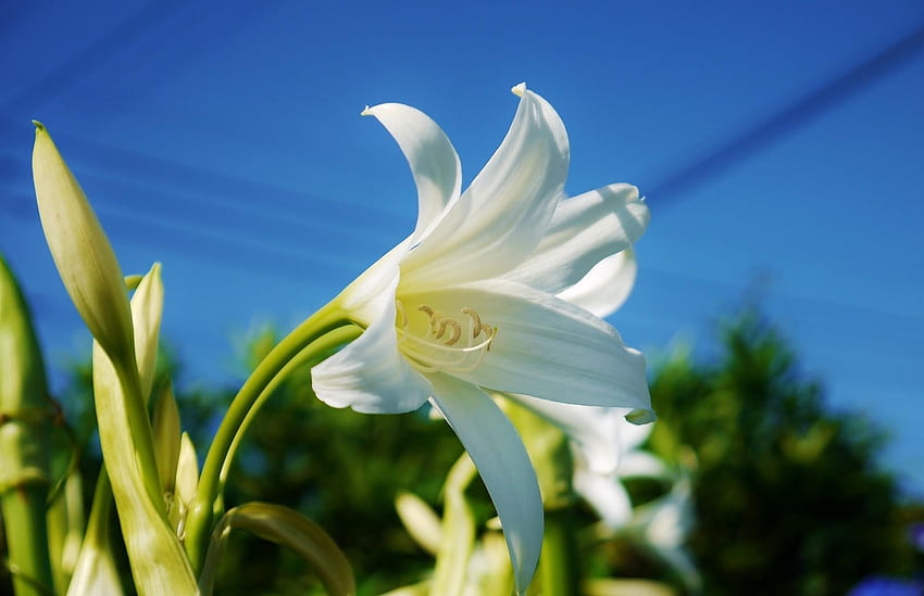 Flowers, Sky, Flower, Close-Up, Lily, Snow White HD wallpaper
