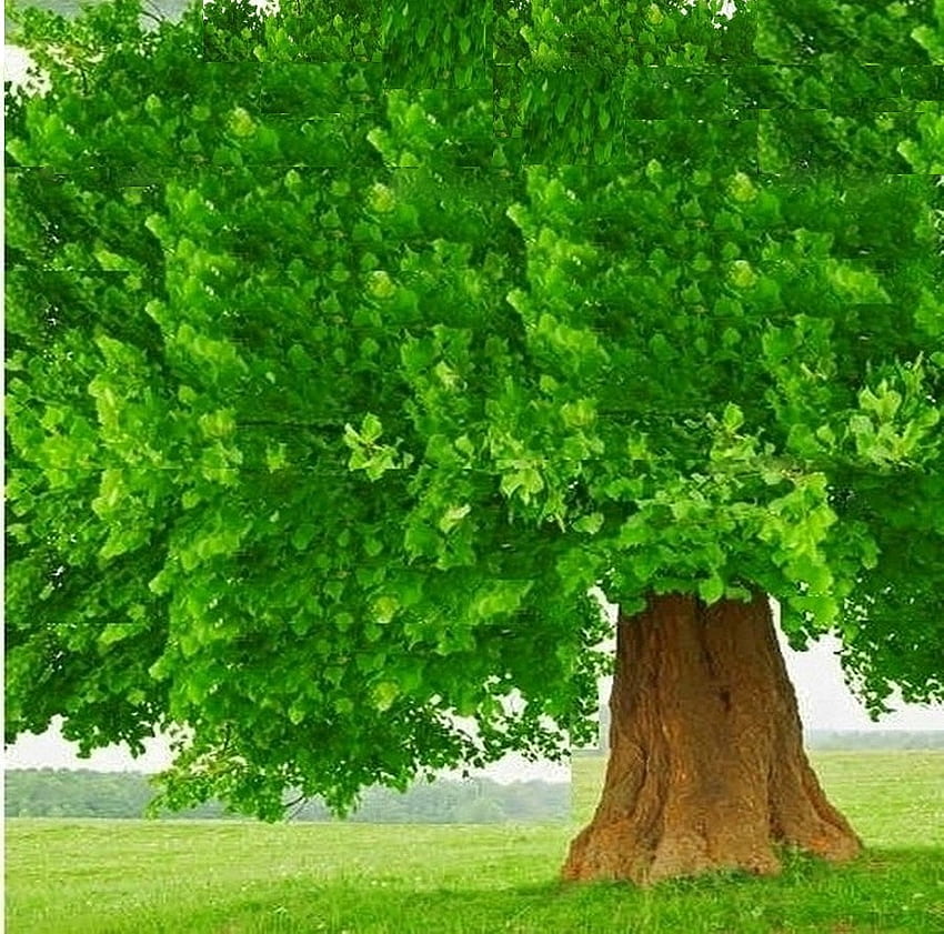 tree, oak, forest, green HD wallpaper