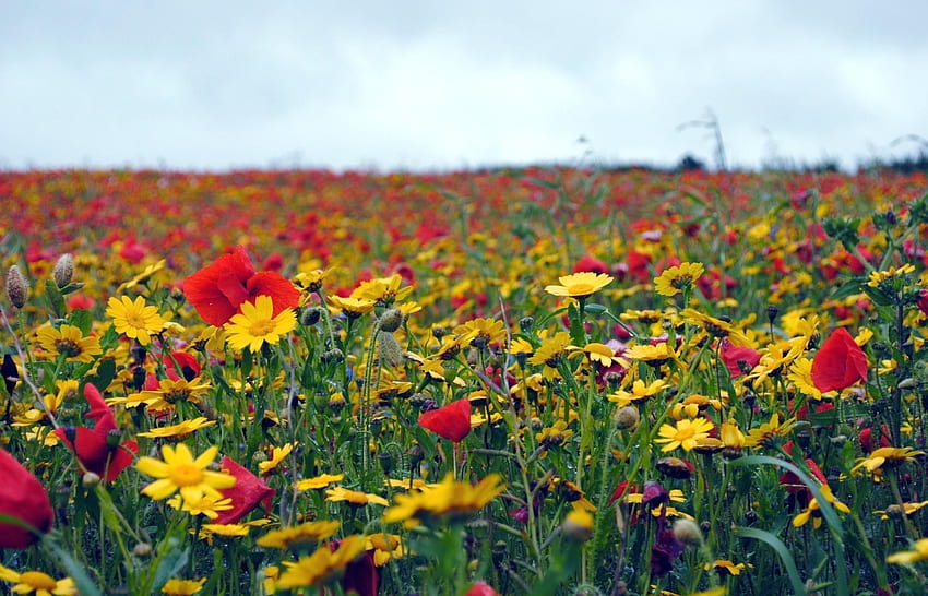 Blumen, Mohnblumen, Sommer, Feld, Stimmung HD-Hintergrundbild