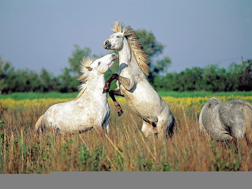 Born to be wild und seine Pferde, weiß, Schilf, stehen, Himmel, Gras, springen HD-Hintergrundbild