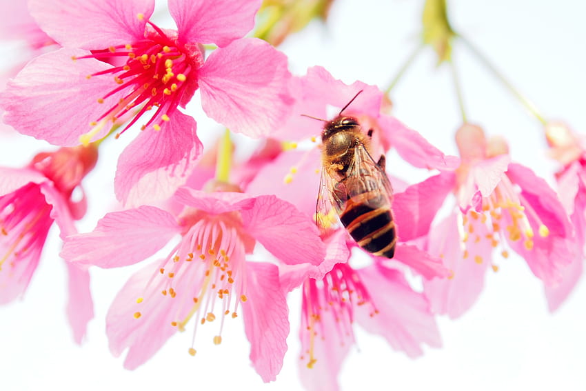 Розово, цвете, макро, венчелистчета, пчела, прашец HD тапет