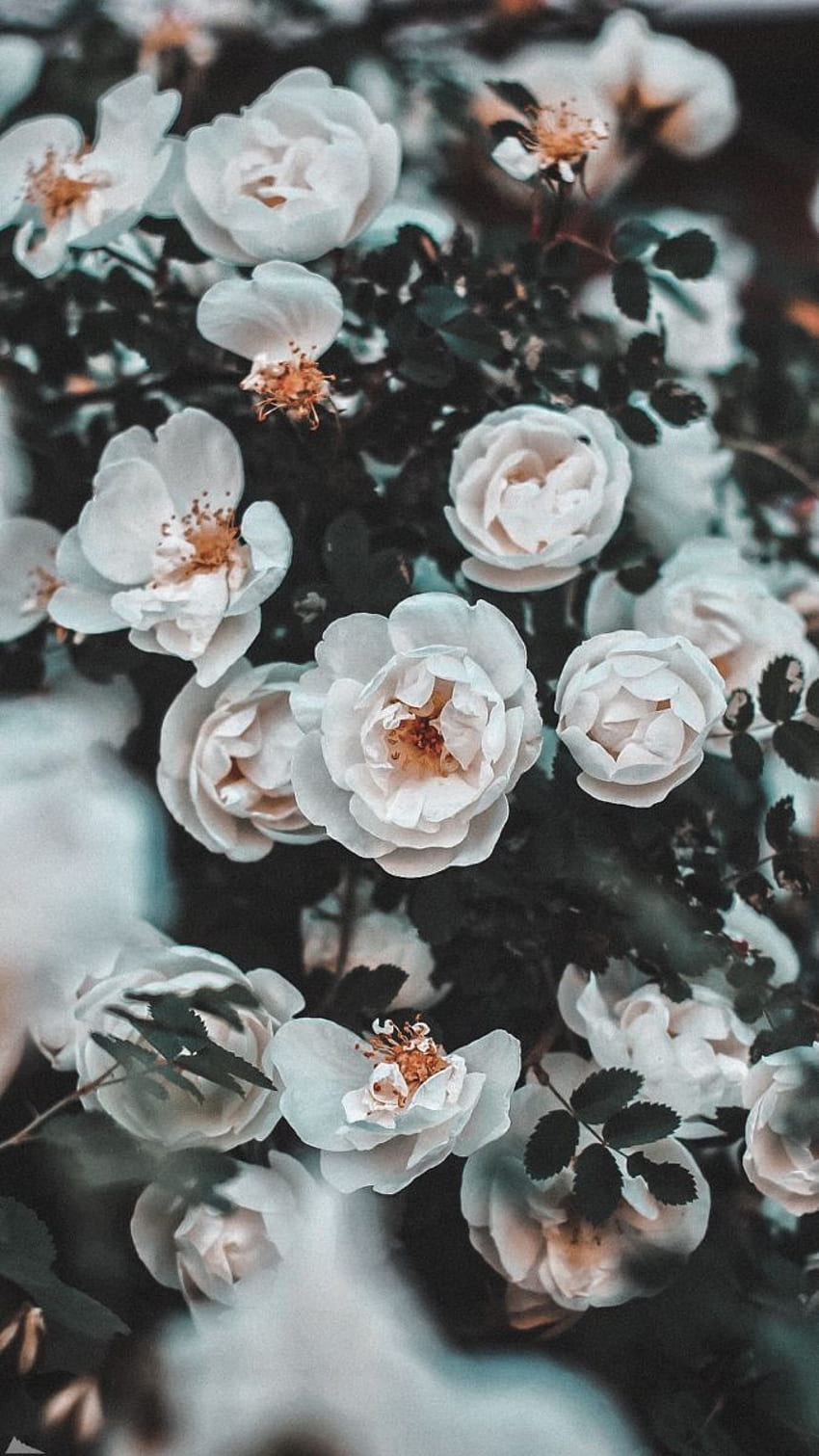 Camila Belen o kwiatach. Vintage kwiaty, różowe kwiaty, estetyczne kwiaty, szary kwiat Tapeta na telefon HD