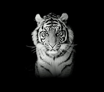 Tiger Changer for Android, harimau HD phone wallpaper | Pxfuel
