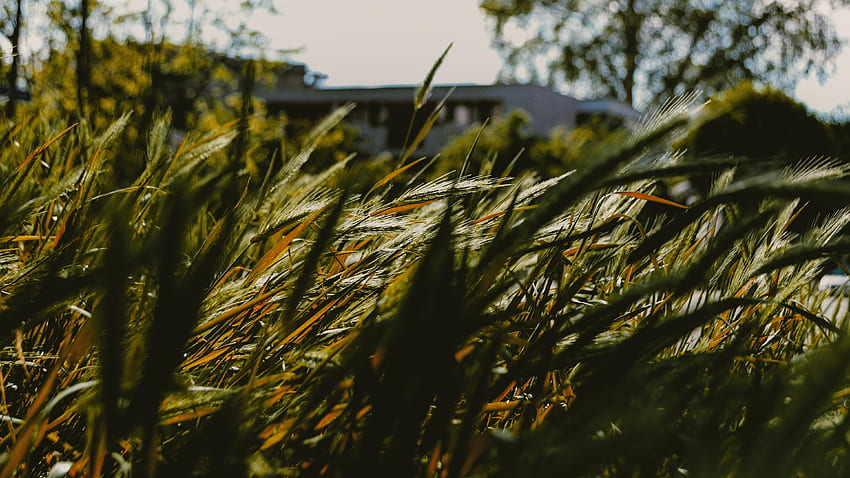Grass for your or mobile screen and easy to, Tall Grass HD wallpaper