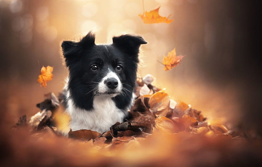 Autumn, look, face, leaves, dog for , section собаки, Cute Autumn Dog HD  wallpaper | Pxfuel