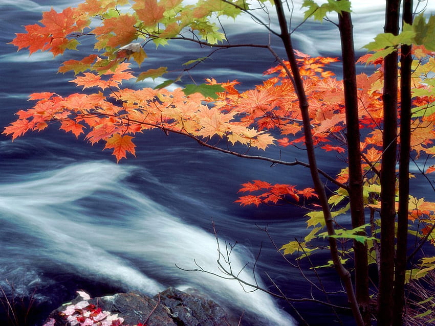 Rio Oxtongue, Ontário, Canadá, cachoeiras, natureza papel de parede HD