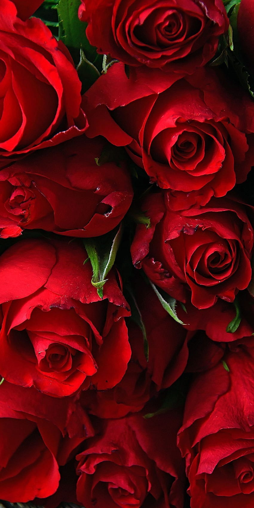 . Flor vermelha, flor iphone, rosas vermelhas, flores rosas Papel de parede de celular HD