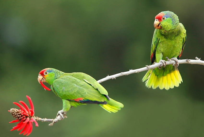 Parrots, bird, flower, green, red, couple, pasari, parrot HD wallpaper