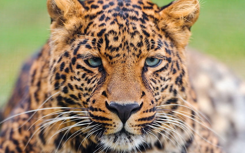 Animali, Leopardo, Muso, Felino, Vista, Opinione Sfondo HD