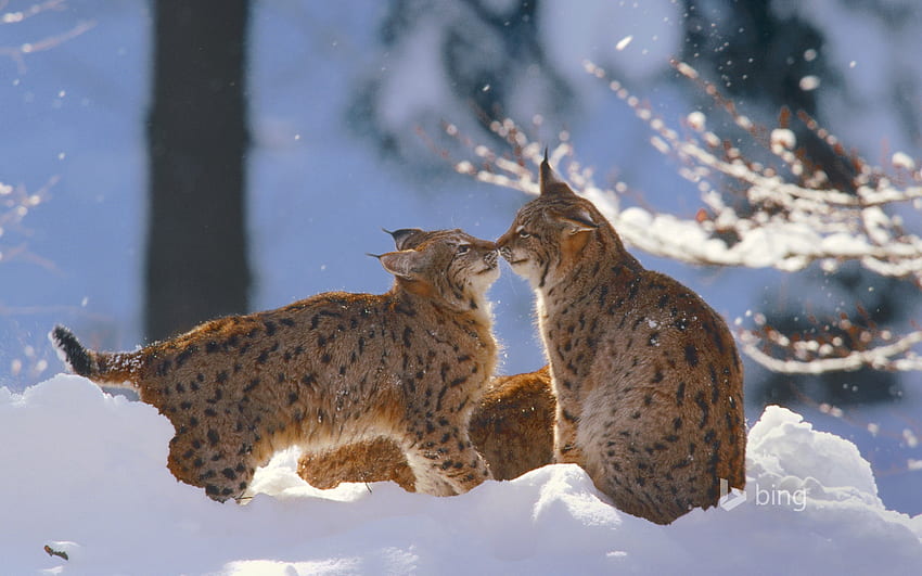 Eurasian lynx in the Bavarian Forest National Park, Germany - Bing HD wallpaper