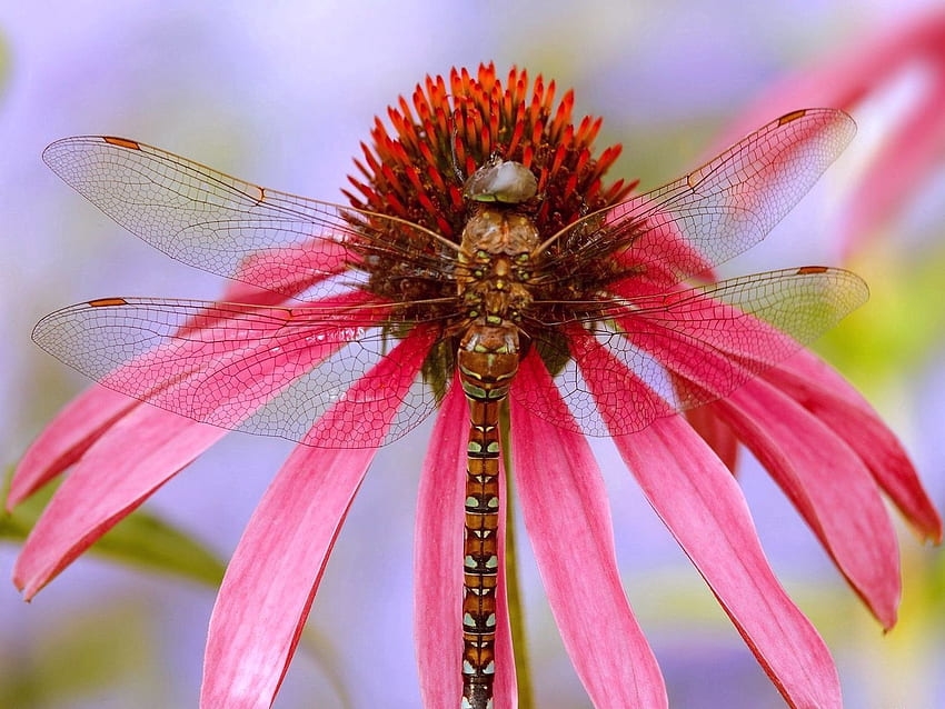Blume, Makro, Insekt, Farbe, Flügel HD-Hintergrundbild