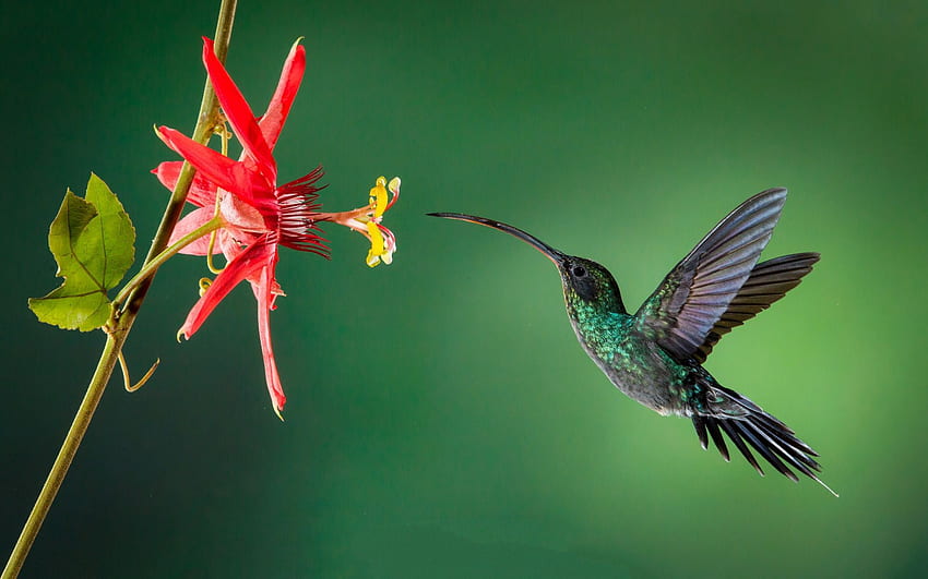 Kolibri, kleiner Vogel, Blumen, schöne Vögel, Regenwald, rote Blume für mit Auflösung. Gute Qualität HD-Hintergrundbild