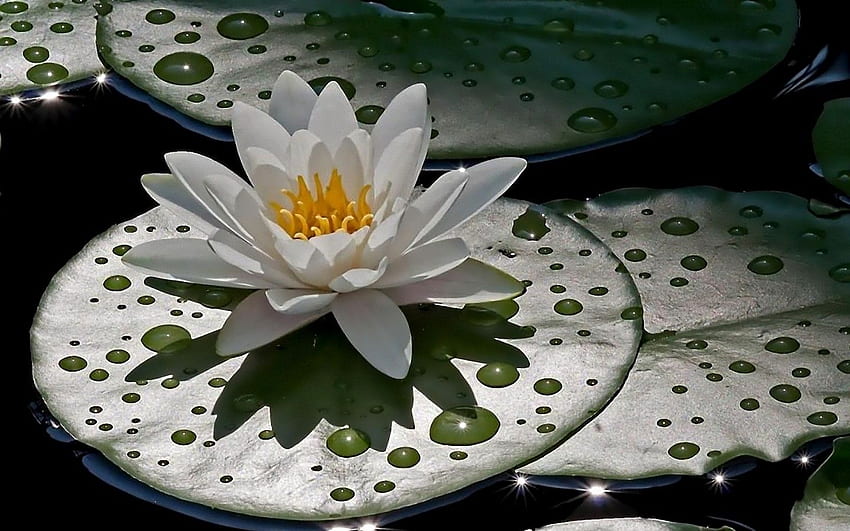 Kwiaty: Liść Kwiat Deszcz Natura Biały Jezioro Zielony Żółty Woda Lotos, Dew Lotus Tapeta HD