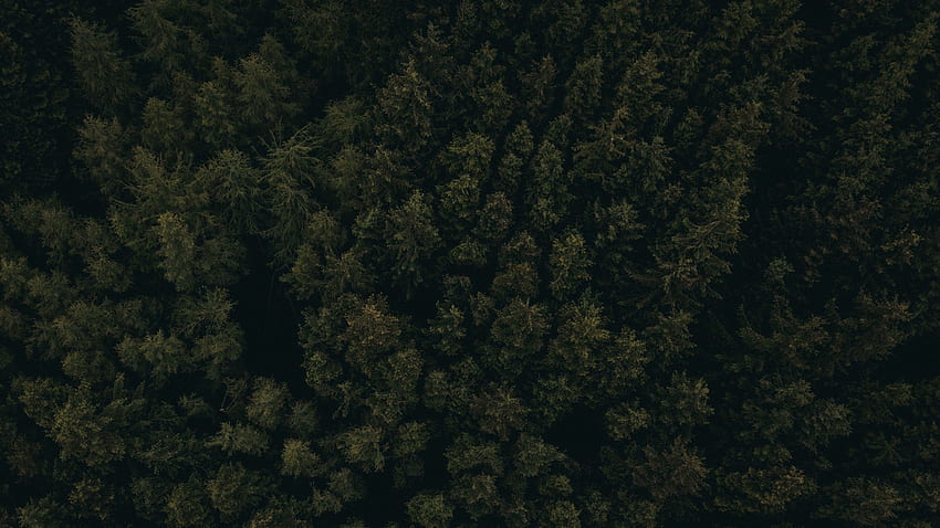 Forest, aerial view, trees, tops, dark 16:9 background, 2560 X 1440 Dark  Forest HD wallpaper | Pxfuel