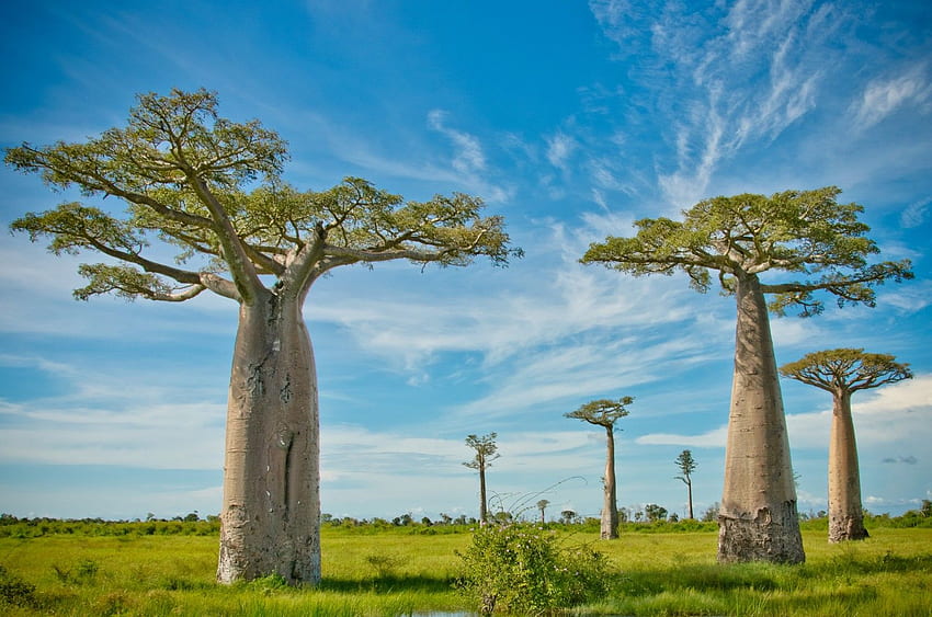 Baobab tree HD wallpaper | Pxfuel