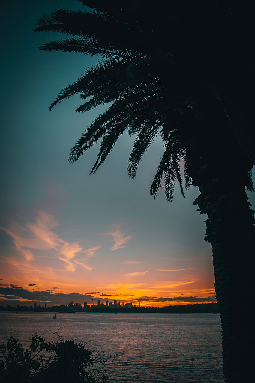 Twilight, City, Horizon, Dark, Coast, Palm, Dusk HD phone wallpaper