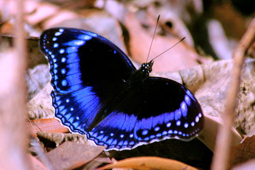 Black and blue, blue, wings, black, leaves, butterfly, beauty HD wallpaper