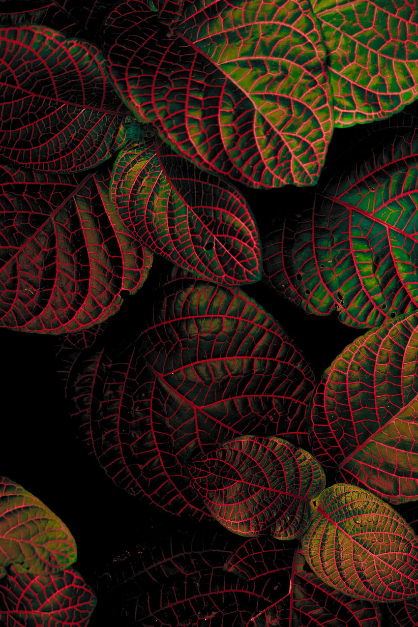 folhas, planta, macro, esculpido, contraste Papel de parede de celular HD