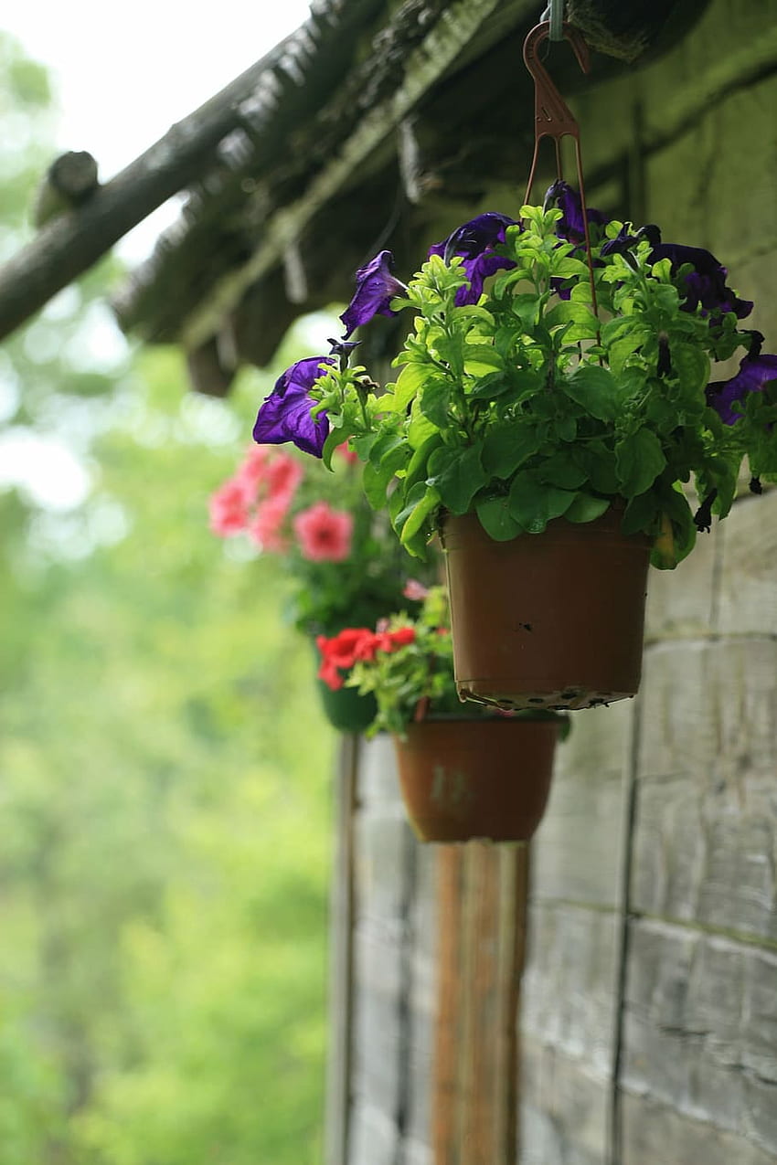 : Blumentopf, Topfpflanze, Blumen, hängend, im Freien, Hängepflanzen HD-Handy-Hintergrundbild