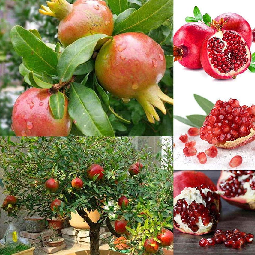 M Technologies Rare Pomegranate Fruit SeedAngel Red Exotic 15 Fruit Seeds  For Growing : Garden & Outdoors HD phone wallpaper | Pxfuel