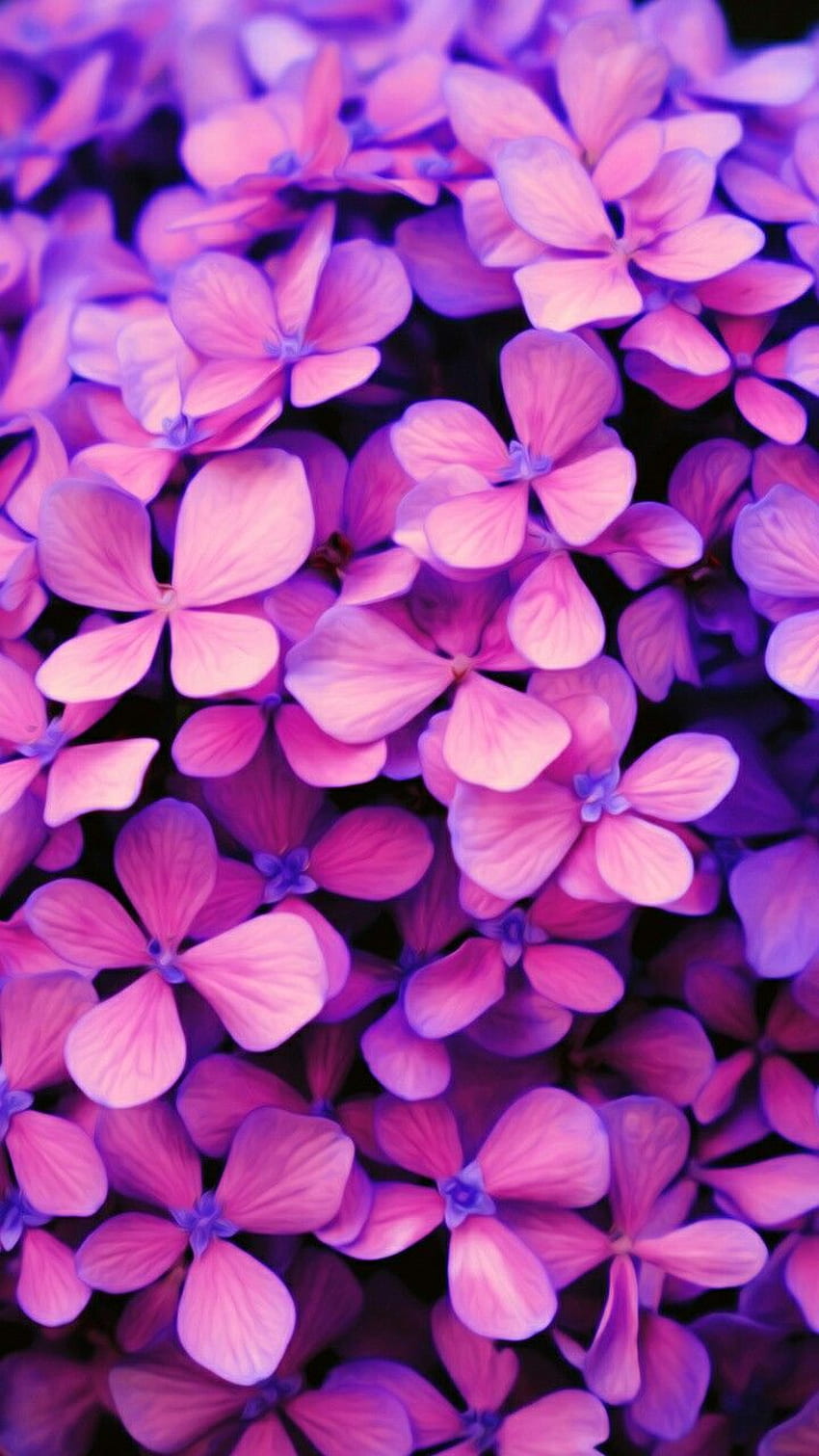 Pink And Purple Flowers Mock Up HD phone wallpaper