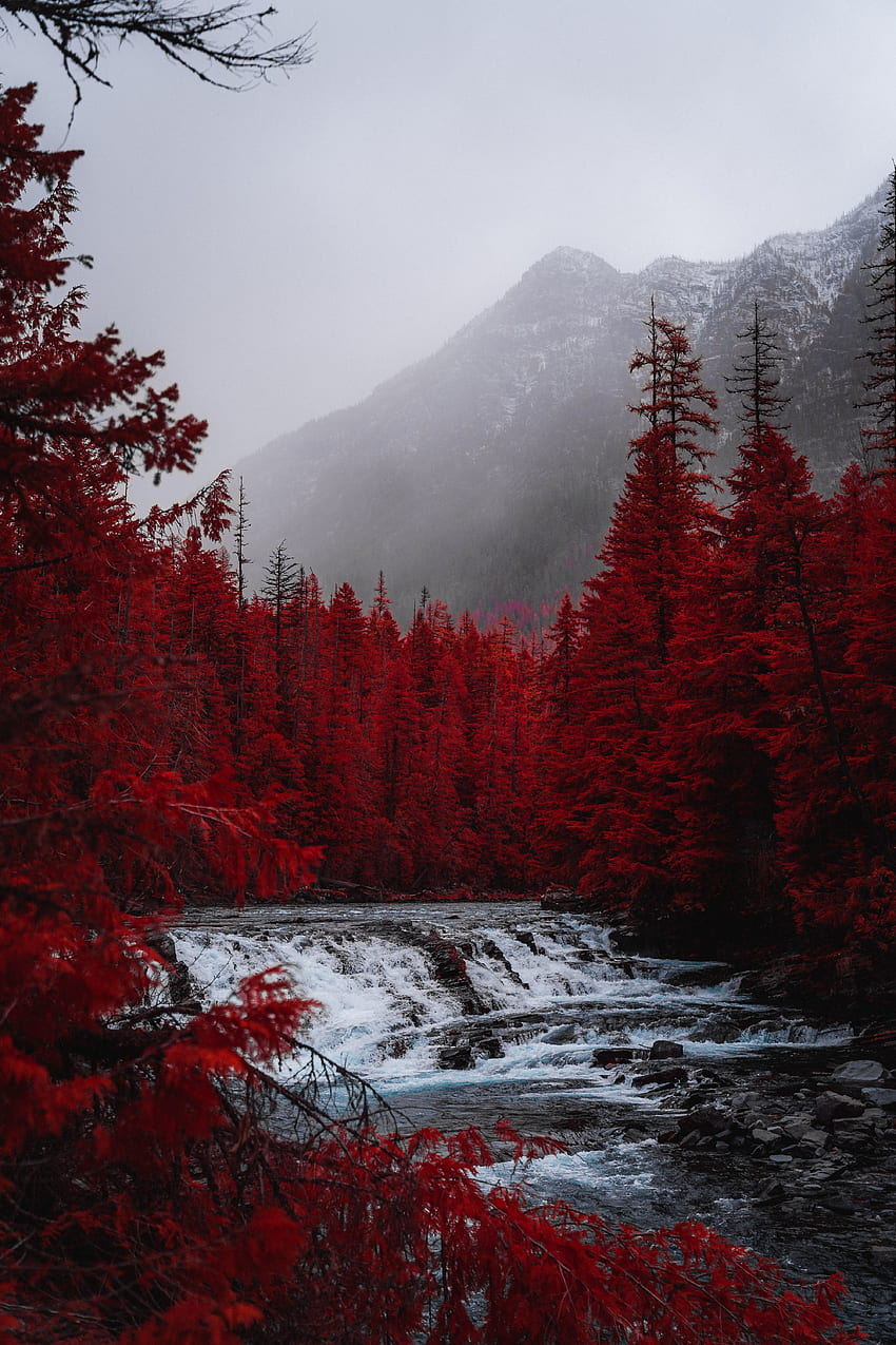 Hutan merah, pohon, aliran, alam wallpaper ponsel HD