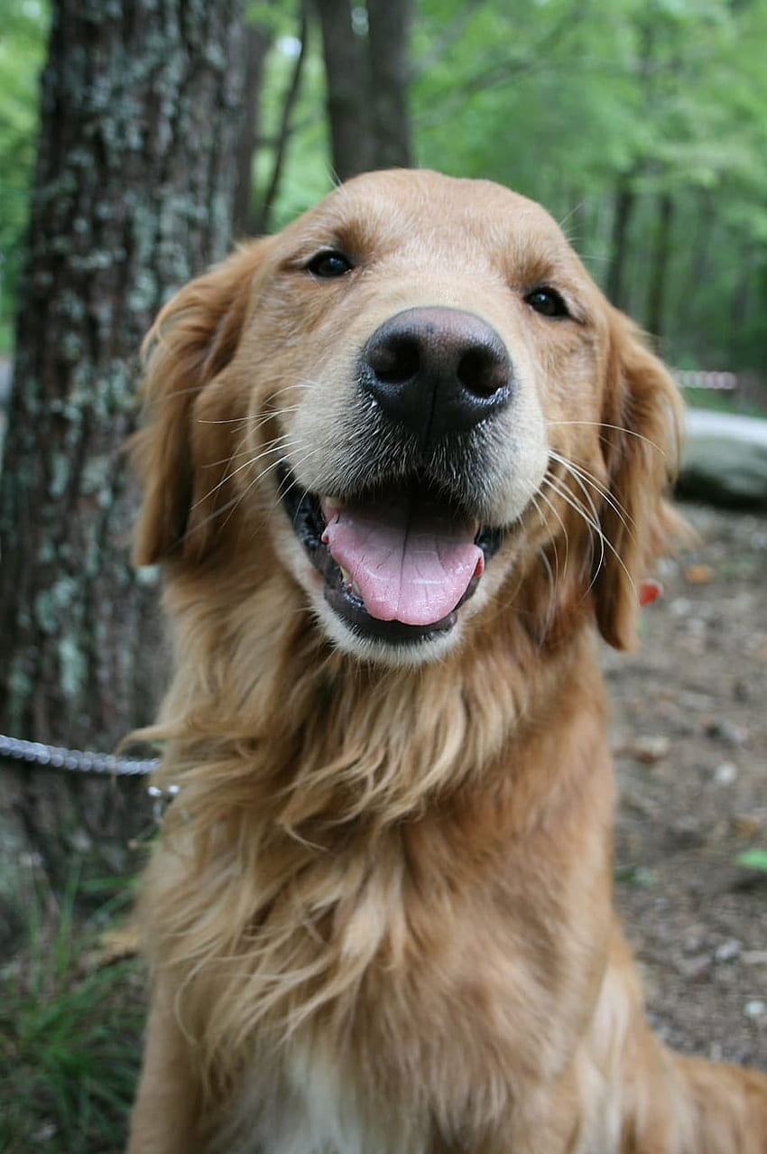 : adult golden retriever smiling, dog, labrador, Smile Dog HD phone wallpaper