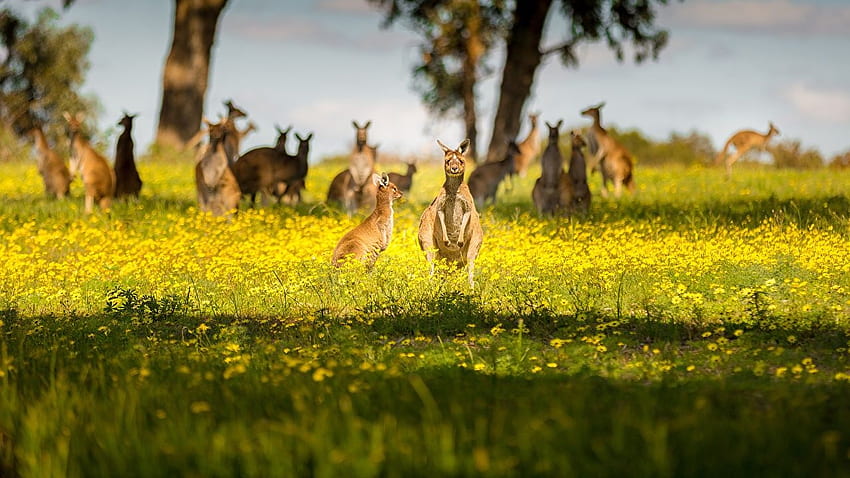 Kangaroo Australia Bokeh Grass animal, Australia Animals HD wallpaper