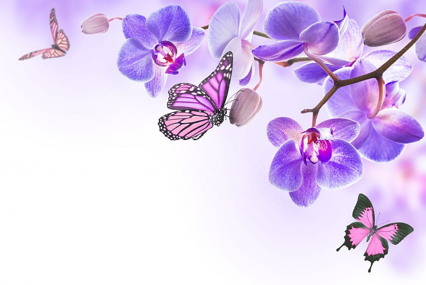 Bunga & Kupu-kupu, kupu-kupu, ungu, bunga, anggrek, mekar Wallpaper HD