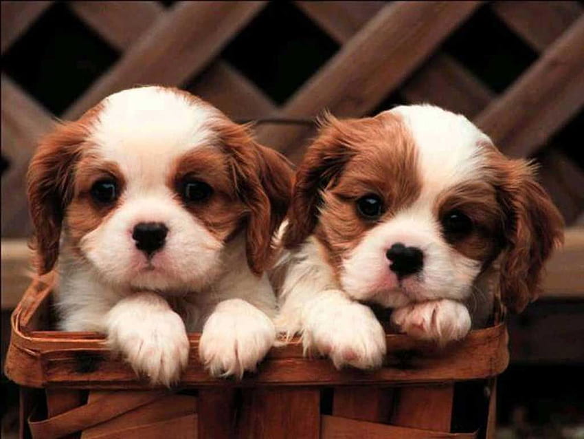 Small cute dogs HD wallpapers | Pxfuel