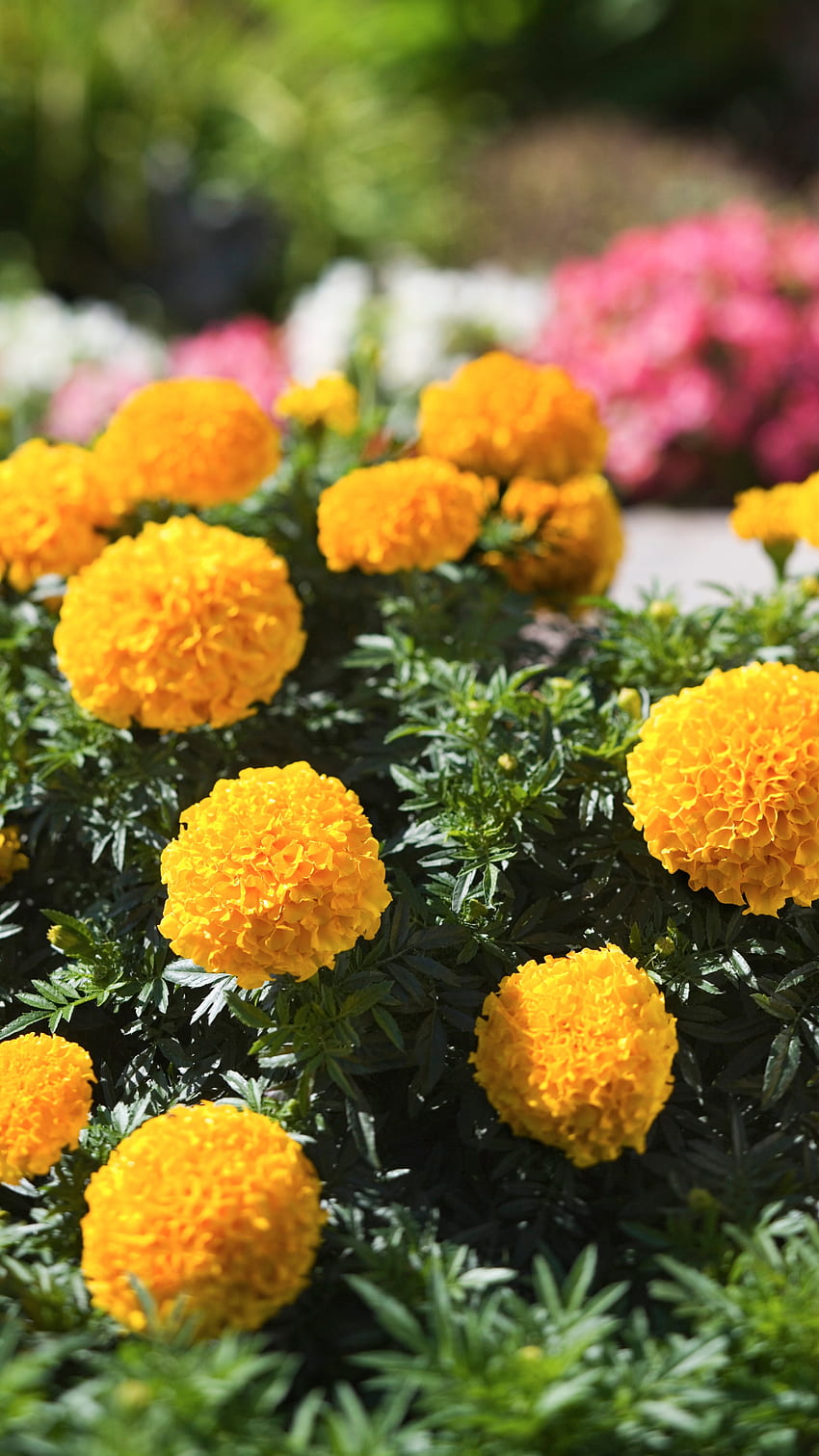 Marigold, Yellow Marigold Flowers HD phone wallpaper