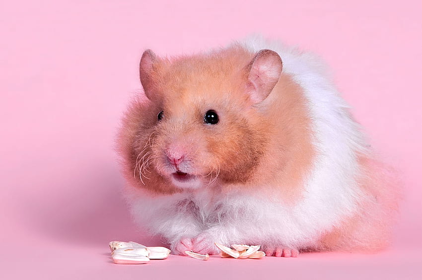 Animals, Food, Fluffy, Color, Rodent, Hamster HD wallpaper