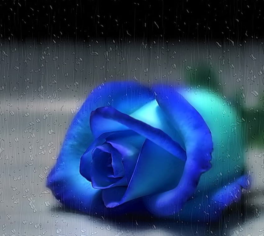 blue rose, roses, rain, water, flower HD wallpaper