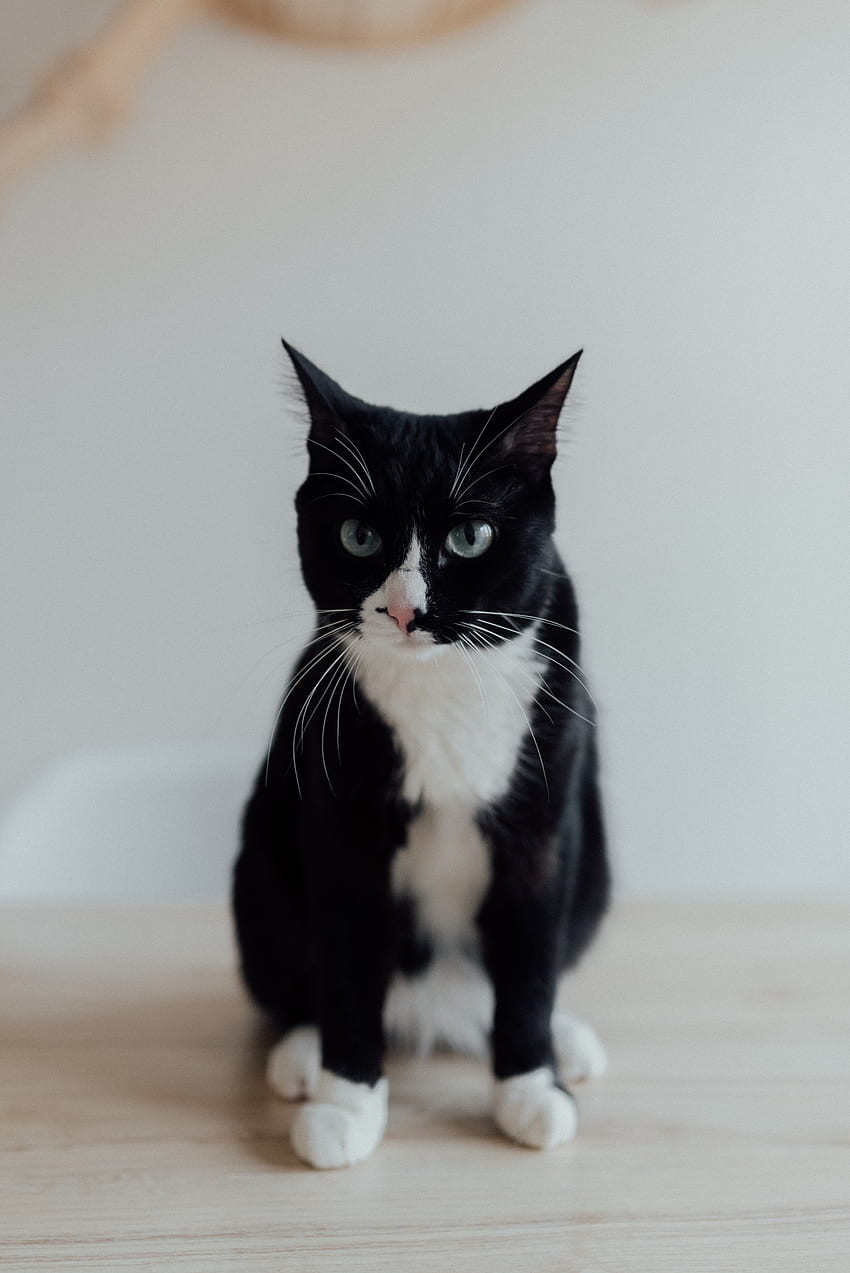 10, Najlepszy kot w smokingu · 100% s, Tuxedo Kitten Tapeta na telefon HD