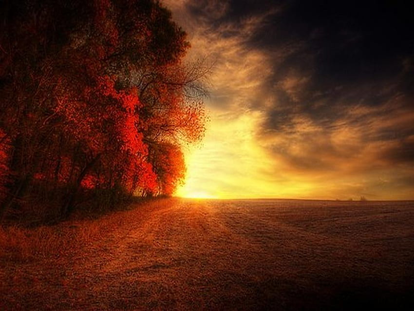 Campo de outubro, campo laranja, céu dourado, árvores, outono, folhas de laranja, céu nublado papel de parede HD