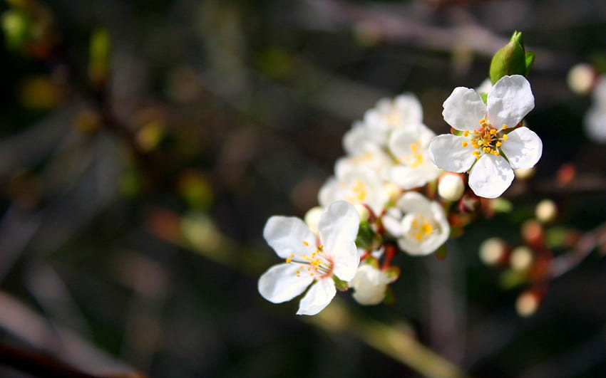 Flores, Macro, Bloom, Floração, Ramo, Primavera papel de parede HD