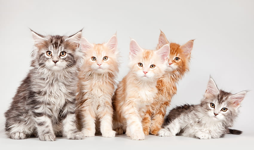 Kittens, pisica, kitten, animl, cute, cat, maine coon HD wallpaper