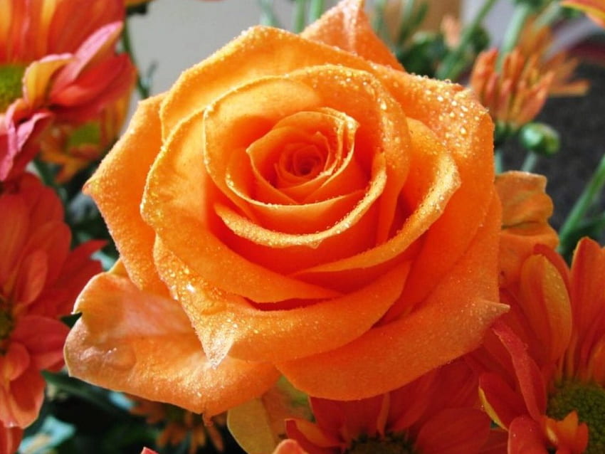 Per te, rosa, giallo, fiore, giardino, bello, natura, regalo, arancione Sfondo HD