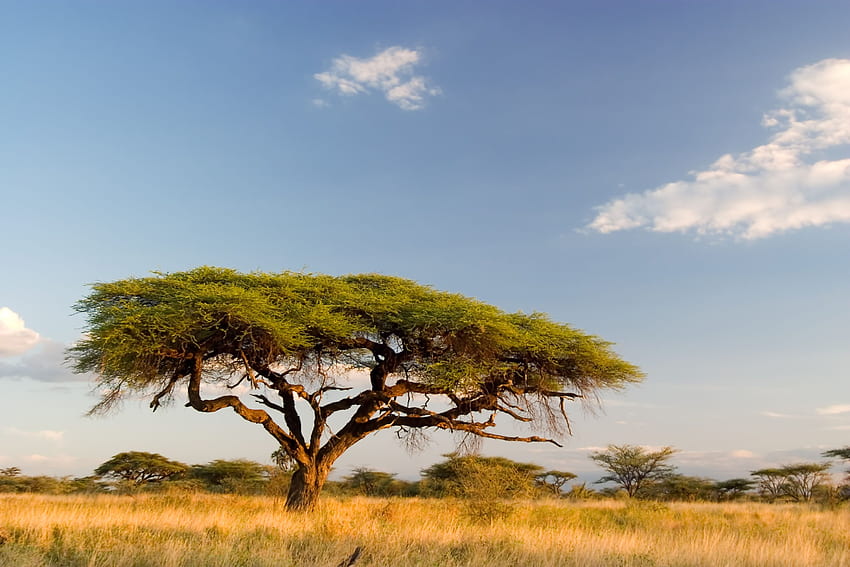 Afrikanische Landschaft. Afrikanische Savannenlandschaft. Afrika, afrikanische Landschaftsmalerei HD-Hintergrundbild