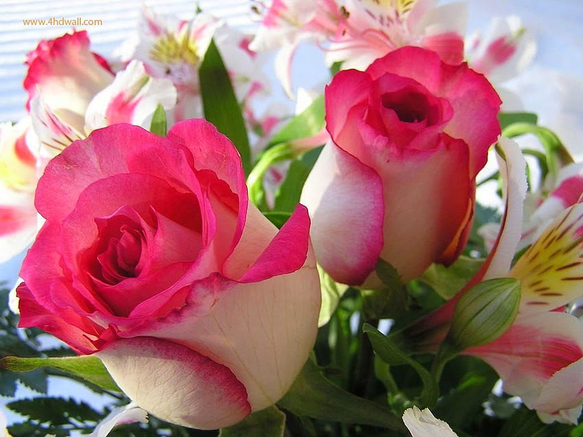 I fiori più belli del mondo - Fiore con stili, i fiori più belli del mondo Sfondo HD