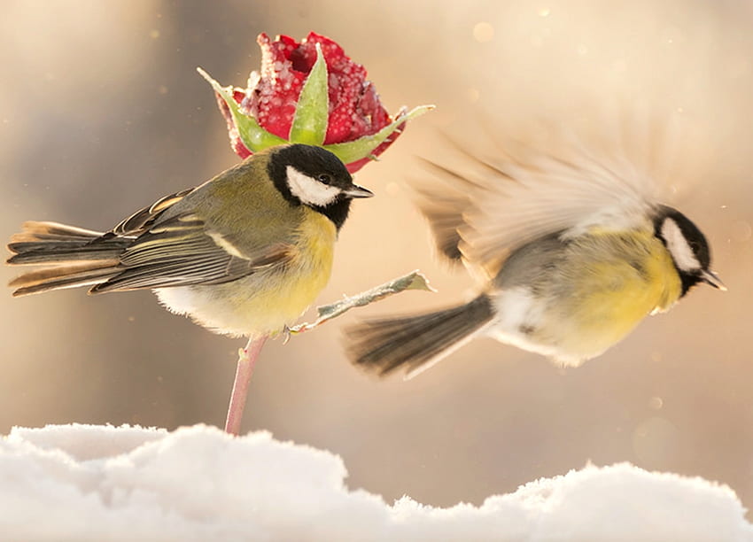 Blue tit, winter, bird, pasare, flying, rose, wing, flower, snow, red, couple HD wallpaper