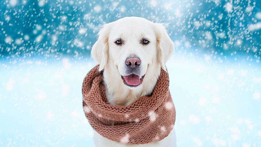 White Golden Retriever Dog With Brown Woolen Knitted Muffler In Snowfall Background Dog HD wallpaper