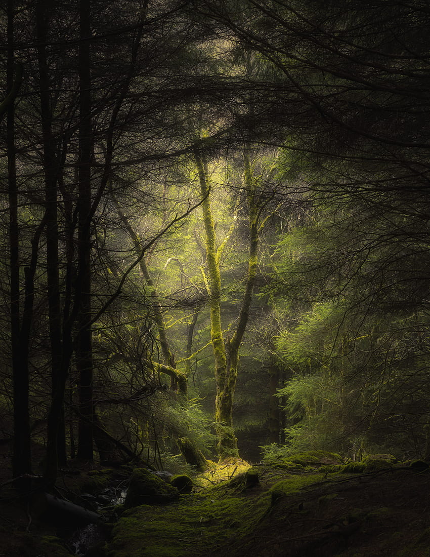 Дървета, природа, гора, мъгла, клони, мъх HD тапет за телефон