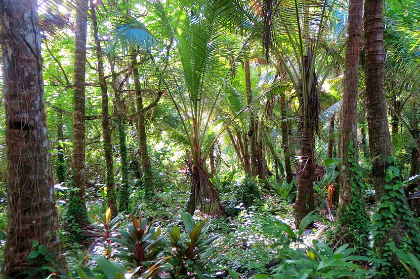 Bosque de palmeras alrededor de Nan Madol, palmeras, marrón, sombra, trópico, verde, árboles, naturaleza, bosques, nan madol fondo de pantalla