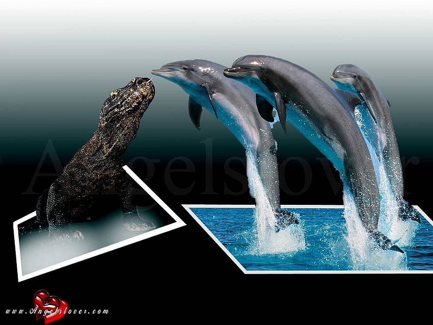 Delfine treffen Krokodil, lebendig, Krokodil, Delfine, springen, , Wasser HD-Hintergrundbild