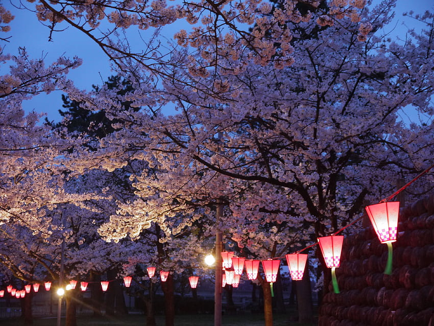 滑川の夜桜。 見どころ 1、桜まつり 高画質の壁紙