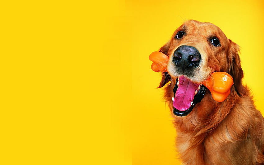 Dog Background. Funny Dog, Silly Dog HD wallpaper
