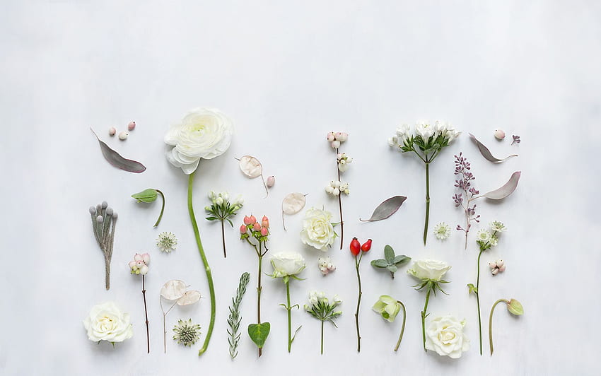 꽃 , 봄 , 흰 꽃 , 보태니컬 노트북 HD 월페이퍼