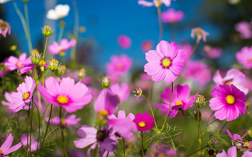 Bunga Kosmos, padang rumput, merah muda, bunga Wallpaper HD